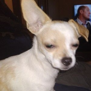 Meet your Posher, Brett